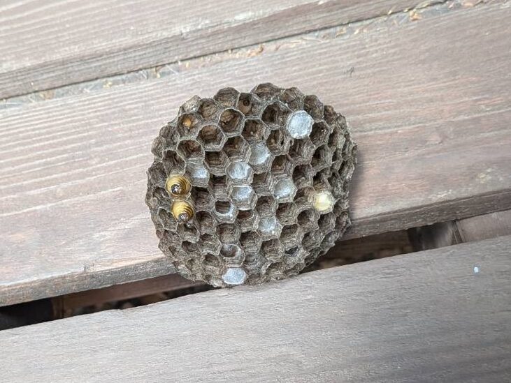 クロスズメバチの巣を駆除しました(7/23)